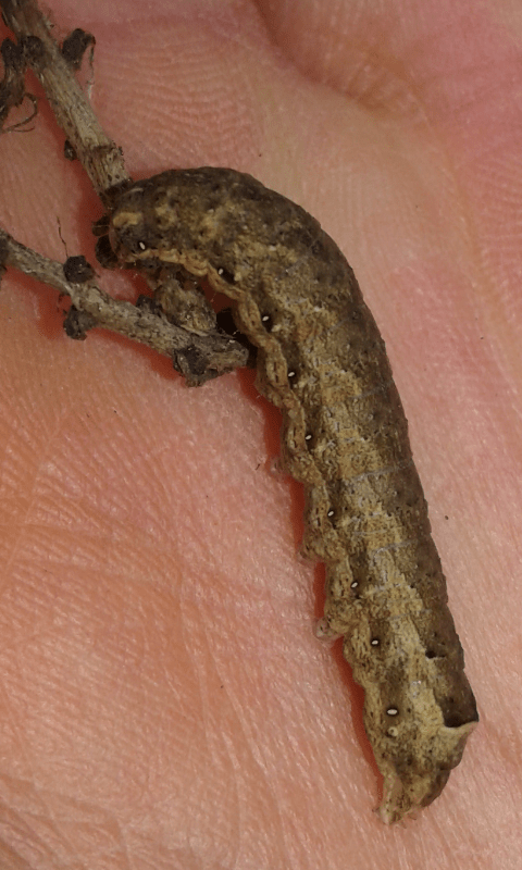 Bruco di Noctua comes (Noctuidae)?